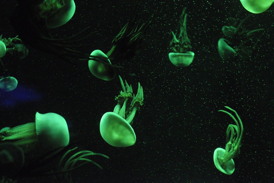Green Jellyfish jigsaw puzzle